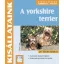 A yorkshire terrier
