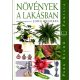 Növények a lakásban